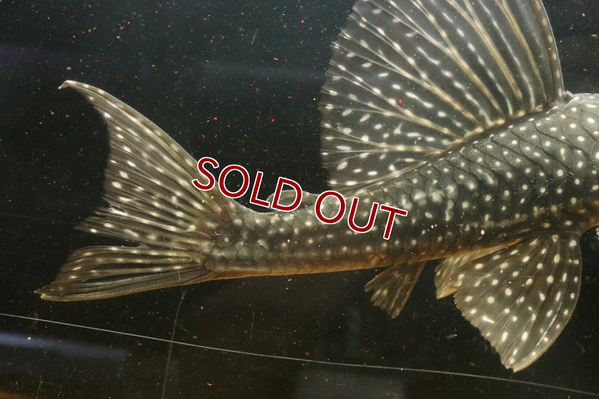 画像8: 【10%OFF対象商品30周年セール】【淡水魚】【通販】今回限定爆安 大特価 ローズスポットアンジェリアスプレコ ワイルド【個体販売】(±28cm)(プレコ)(生体)(熱帯魚)NKP (8)