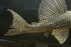 画像8: 【淡水魚】【通販】大特価 ローズスポットアンジェリアスプレコ ワイルド【個体販売】(±28cm)(プレコ)(生体)(熱帯魚)NKP (8)