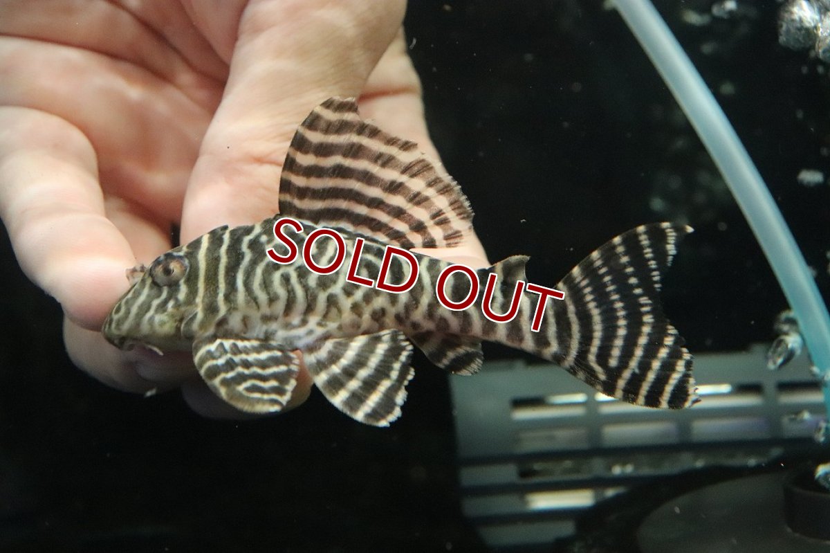 画像1: 【ウィンターセール 10％OFF対象商品】【淡水魚】【通販】No1 L-333 キングロイヤルペコルティアプレコ【個体販売】(±9.5cm)(プレコ)(生体)(熱帯魚)NKP (1)