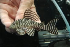 画像1: 【淡水魚】【通販】No1 L-333 キングロイヤルペコルティアプレコ【個体販売】(±9.5cm)(プレコ)(生体)(熱帯魚)NKP (1)