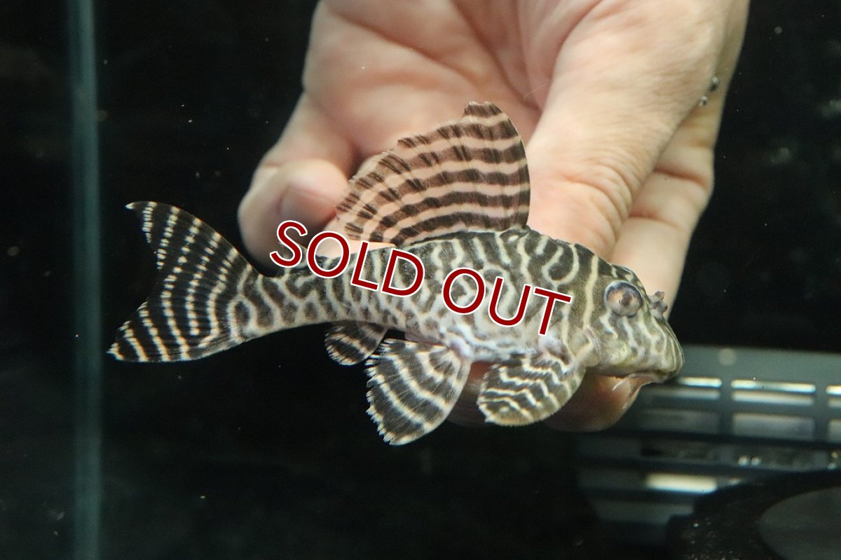 画像2: 【ウィンターセール 10％OFF対象商品】【淡水魚】【通販】No1 L-333 キングロイヤルペコルティアプレコ【個体販売】(±9.5cm)(プレコ)(生体)(熱帯魚)NKP (2)