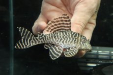 画像2: 【淡水魚】【通販】No1 L-333 キングロイヤルペコルティアプレコ【個体販売】(±9.5cm)(プレコ)(生体)(熱帯魚)NKP (2)