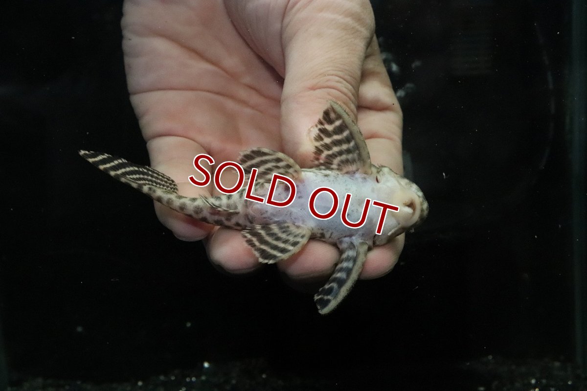 画像3: 【ウィンターセール 10％OFF対象商品】【淡水魚】【通販】No1 L-333 キングロイヤルペコルティアプレコ【個体販売】(±9.5cm)(プレコ)(生体)(熱帯魚)NKP (3)