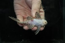画像3: 【淡水魚】【通販】No1 L-333 キングロイヤルペコルティアプレコ【個体販売】(±9.5cm)(プレコ)(生体)(熱帯魚)NKP (3)