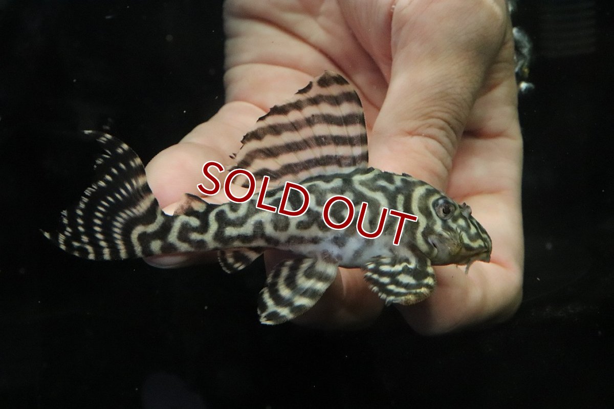 画像1: 【ウィンターセール 10％OFF対象商品】【淡水魚】【通販】No2 L-333 キングロイヤルペコルティアプレコ【個体販売】(±10cm)(プレコ)(生体)(熱帯魚)NKP (1)