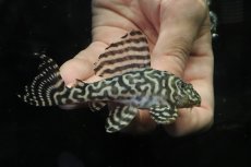 画像1: 【淡水魚】【通販】No2 L-333 キングロイヤルペコルティアプレコ【個体販売】(±10cm)(プレコ)(生体)(熱帯魚)NKP (1)