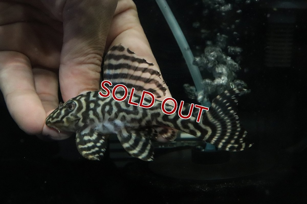 画像2: 【ウィンターセール 10％OFF対象商品】【淡水魚】【通販】No2 L-333 キングロイヤルペコルティアプレコ【個体販売】(±10cm)(プレコ)(生体)(熱帯魚)NKP (2)