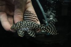 画像2: 【淡水魚】【通販】No2 L-333 キングロイヤルペコルティアプレコ【個体販売】(±10cm)(プレコ)(生体)(熱帯魚)NKP (2)