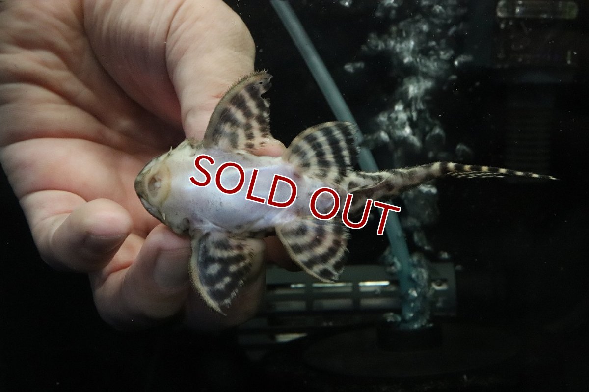 画像3: 【ウィンターセール 10％OFF対象商品】【淡水魚】【通販】No2 L-333 キングロイヤルペコルティアプレコ【個体販売】(±10cm)(プレコ)(生体)(熱帯魚)NKP (3)