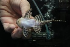 画像3: 【淡水魚】【通販】No2 L-333 キングロイヤルペコルティアプレコ【個体販売】(±10cm)(プレコ)(生体)(熱帯魚)NKP (3)