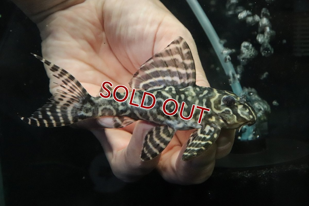 画像1: 【ウィンターセール 10％OFF対象商品】【淡水魚】【通販】No3 L-333 キングロイヤルペコルティアプレコ【個体販売】(±10cm)(プレコ)(生体)(熱帯魚)NKP (1)