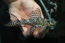 画像1: 【淡水魚】【通販】No3 L-333 キングロイヤルペコルティアプレコ【個体販売】(±10cm)(プレコ)(生体)(熱帯魚)NKP (1)