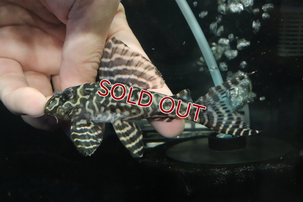 画像2: 【ウィンターセール 10％OFF対象商品】【淡水魚】【通販】No3 L-333 キングロイヤルペコルティアプレコ【個体販売】(±10cm)(プレコ)(生体)(熱帯魚)NKP (2)