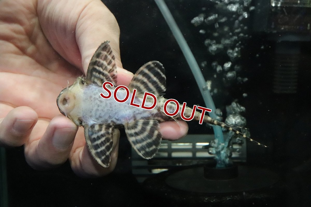画像3: 【ウィンターセール 10％OFF対象商品】【淡水魚】【通販】No3 L-333 キングロイヤルペコルティアプレコ【個体販売】(±10cm)(プレコ)(生体)(熱帯魚)NKP (3)