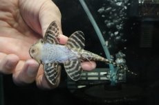 画像3: 【淡水魚】【通販】No3 L-333 キングロイヤルペコルティアプレコ【個体販売】(±10cm)(プレコ)(生体)(熱帯魚)NKP (3)