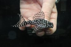 画像1: 【淡水魚】【通販】No4 L-333 キングロイヤルペコルティアプレコ【個体販売】(±7.5cm)(プレコ)(生体)(熱帯魚)NKP (1)