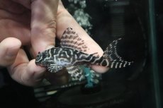 画像2: 【淡水魚】【通販】No4 L-333 キングロイヤルペコルティアプレコ【個体販売】(±7.5cm)(プレコ)(生体)(熱帯魚)NKP (2)