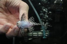 画像3: 【淡水魚】【通販】No4 L-333 キングロイヤルペコルティアプレコ【個体販売】(±7.5cm)(プレコ)(生体)(熱帯魚)NKP (3)