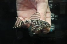 画像1: 【淡水魚】【通販】No5 L-333 キングロイヤルペコルティアプレコ【個体販売】(±8cm)(プレコ)(生体)(熱帯魚)NKP (1)