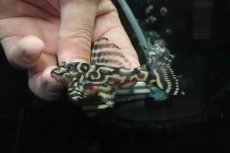画像2: 【淡水魚】【通販】No5 L-333 キングロイヤルペコルティアプレコ【個体販売】(±8cm)(プレコ)(生体)(熱帯魚)NKP (2)