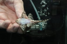 画像3: 【淡水魚】【通販】No5 L-333 キングロイヤルペコルティアプレコ【個体販売】(±8cm)(プレコ)(生体)(熱帯魚)NKP (3)