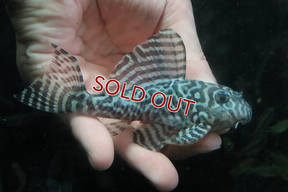 画像1: 【淡水魚】【通販】No1 L-333 キングロイヤルペコルティアプレコ ワイルド【個体販売】(±12cm)(プレコ)(生体)(熱帯魚)NKP (1)