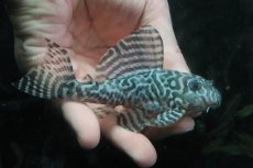 画像1: 【淡水魚】【通販】No1 L-333 キングロイヤルペコルティアプレコ ワイルド【個体販売】(±12cm)(プレコ)(生体)(熱帯魚)NKP (1)