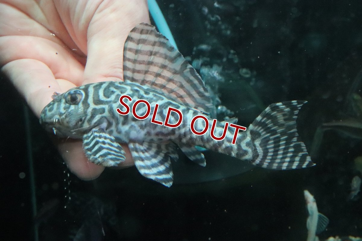 画像2: 【淡水魚】【通販】No1 L-333 キングロイヤルペコルティアプレコ ワイルド【個体販売】(±12cm)(プレコ)(生体)(熱帯魚)NKP (2)