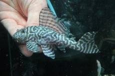 画像2: 【淡水魚】【通販】No1 L-333 キングロイヤルペコルティアプレコ ワイルド【個体販売】(±12cm)(プレコ)(生体)(熱帯魚)NKP (2)