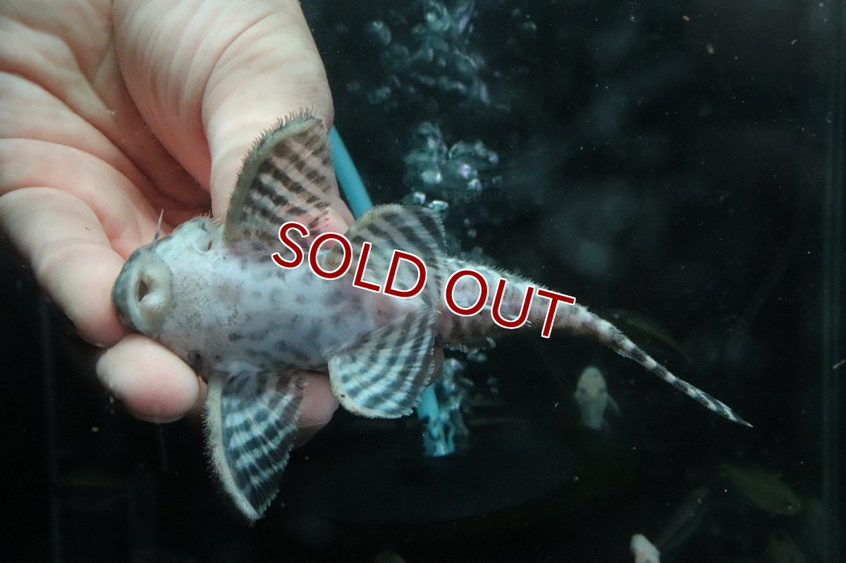 画像3: 【淡水魚】【通販】No1 L-333 キングロイヤルペコルティアプレコ ワイルド【個体販売】(±12cm)(プレコ)(生体)(熱帯魚)NKP (3)