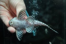 画像3: 【淡水魚】【通販】No1 L-333 キングロイヤルペコルティアプレコ ワイルド【個体販売】(±12cm)(プレコ)(生体)(熱帯魚)NKP (3)