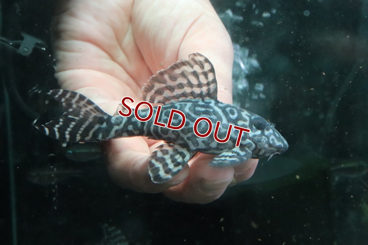 画像1: 【淡水魚】【通販】No2 L-333 キングロイヤルペコルティアプレコ ワイルド【個体販売】(±10cm)(プレコ)(生体)(熱帯魚)NKP (1)