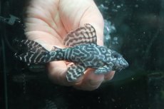 画像1: 【淡水魚】【通販】No2 L-333 キングロイヤルペコルティアプレコ ワイルド【個体販売】(±10cm)(プレコ)(生体)(熱帯魚)NKP (1)