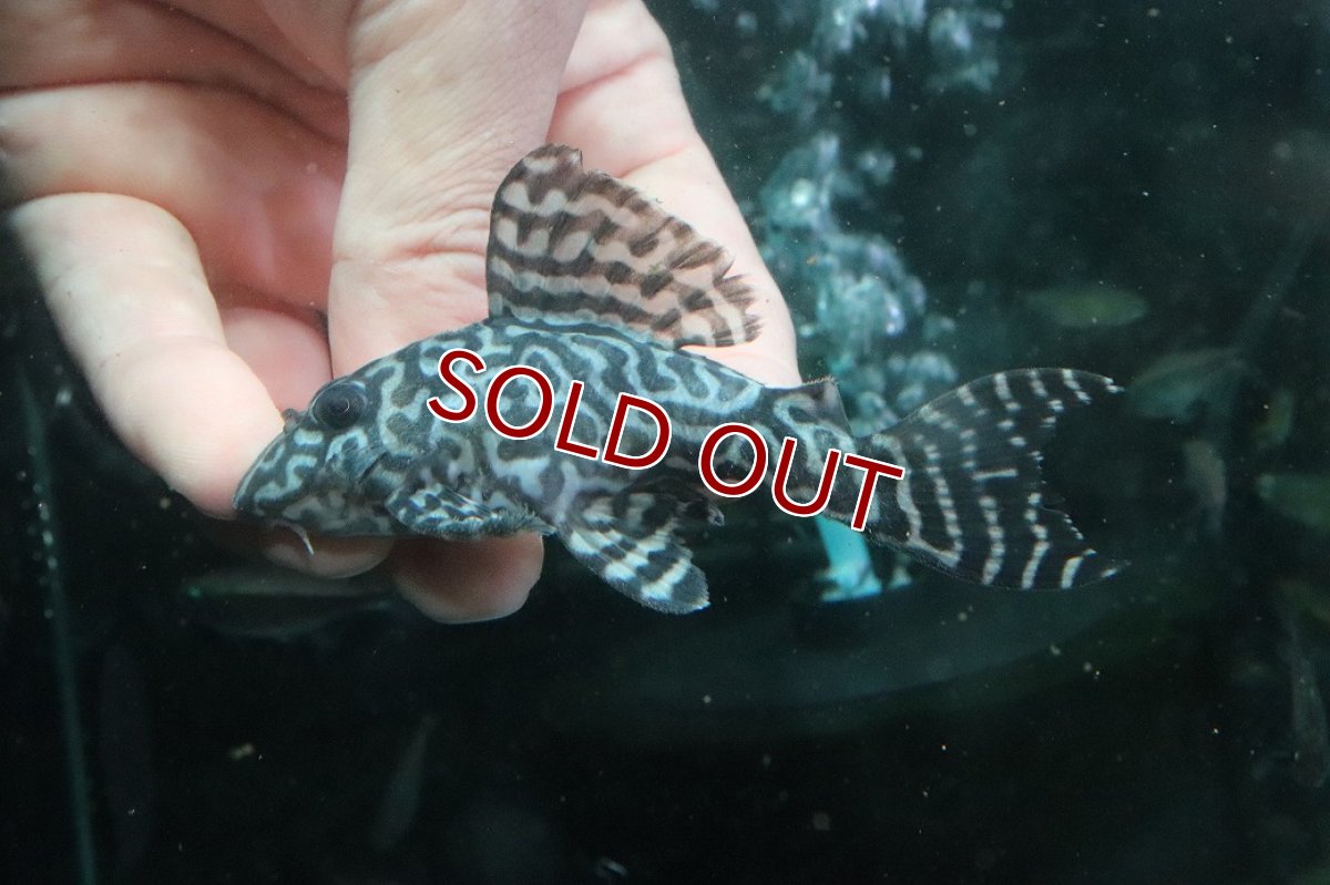 画像2: 【淡水魚】【通販】No2 L-333 キングロイヤルペコルティアプレコ ワイルド【個体販売】(±10cm)(プレコ)(生体)(熱帯魚)NKP (2)