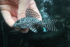 画像2: 【淡水魚】【通販】No2 L-333 キングロイヤルペコルティアプレコ ワイルド【個体販売】(±10cm)(プレコ)(生体)(熱帯魚)NKP (2)