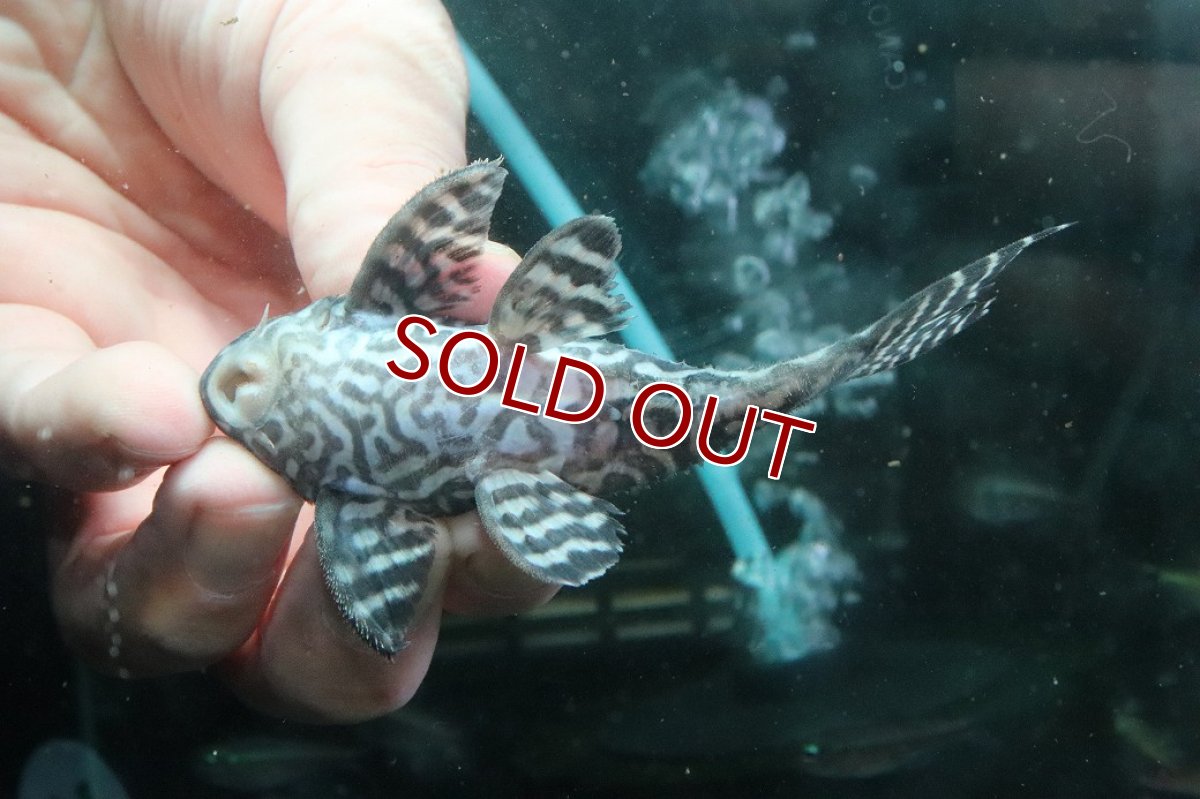 画像3: 【淡水魚】【通販】No2 L-333 キングロイヤルペコルティアプレコ ワイルド【個体販売】(±10cm)(プレコ)(生体)(熱帯魚)NKP (3)