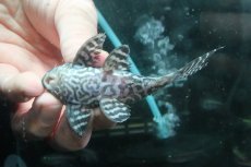 画像3: 【淡水魚】【通販】No2 L-333 キングロイヤルペコルティアプレコ ワイルド【個体販売】(±10cm)(プレコ)(生体)(熱帯魚)NKP (3)