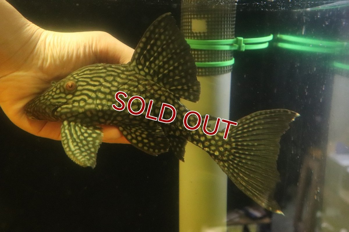 画像1: 【淡水魚】【通販】大特価 ハーフスポットロヤイルプレコ ワイルド【個体販売】(±22cm)(プレコ)(生体)(熱帯魚)NKP (1)