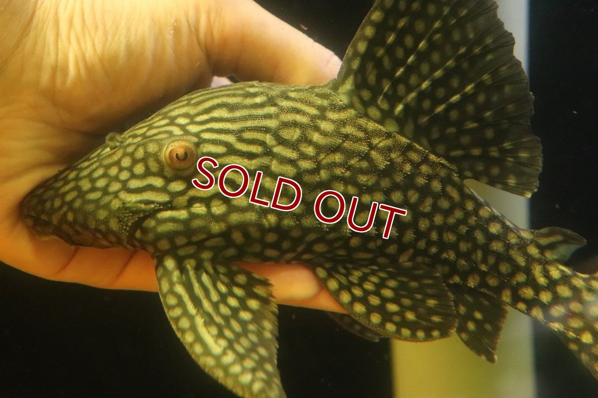 画像2: 【淡水魚】【通販】大特価 ハーフスポットロヤイルプレコ ワイルド【個体販売】(±22cm)(プレコ)(生体)(熱帯魚)NKP (2)