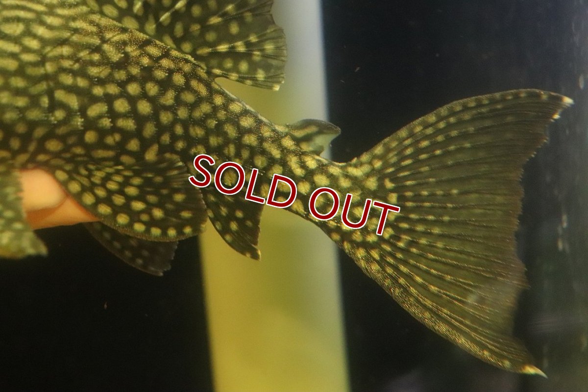 画像3: 【淡水魚】【通販】大特価 ハーフスポットロヤイルプレコ ワイルド【個体販売】(±22cm)(プレコ)(生体)(熱帯魚)NKP (3)