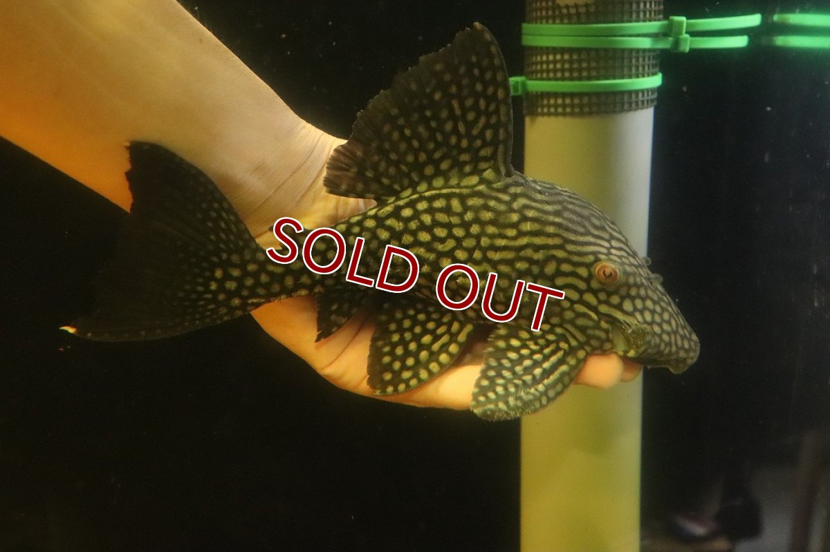 画像4: 【淡水魚】【通販】大特価 ハーフスポットロヤイルプレコ ワイルド【個体販売】(±22cm)(プレコ)(生体)(熱帯魚)NKP (4)