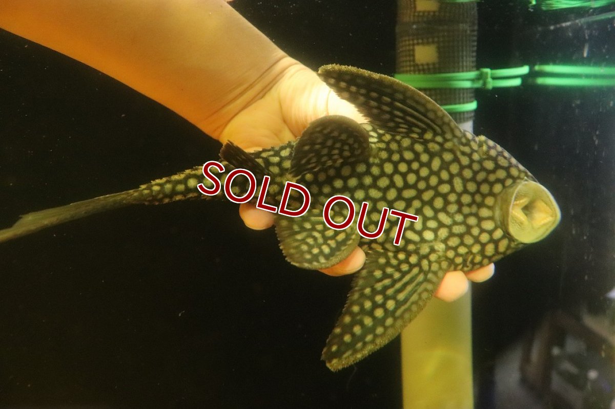 画像7: 【淡水魚】【通販】大特価 ハーフスポットロヤイルプレコ ワイルド【個体販売】(±22cm)(プレコ)(生体)(熱帯魚)NKP (7)