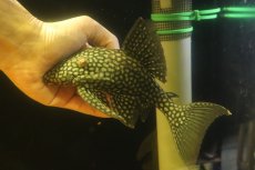 画像1: 【淡水魚】【通販】大特価 フルスポットロイヤルプレコ ワイルド【個体販売】(±22cm)(プレコ)(生体)(熱帯魚)NKP (1)