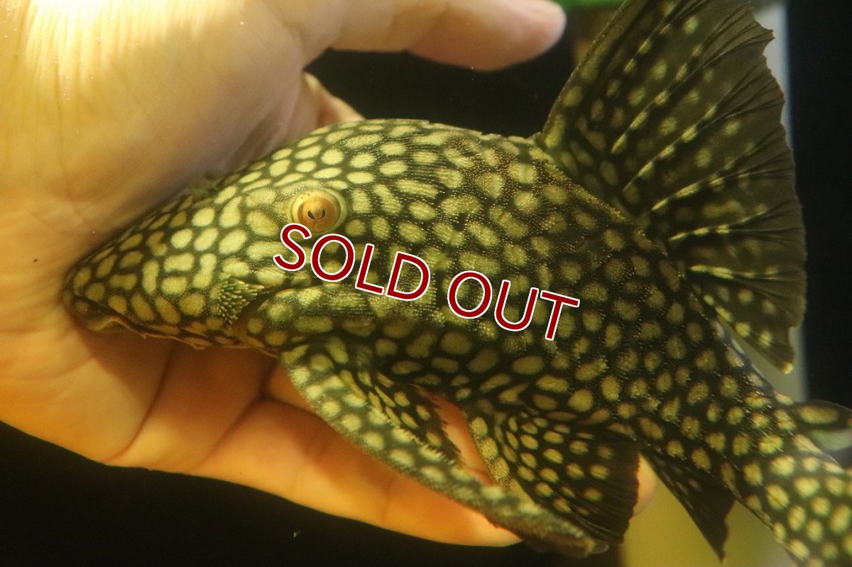 画像2: 【淡水魚】【通販】大特価 フルスポットロイヤルプレコ ワイルド【個体販売】(±22cm)(プレコ)(生体)(熱帯魚)NKP (2)