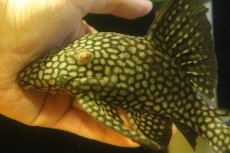 画像2: 【淡水魚】【通販】大特価 フルスポットロイヤルプレコ ワイルド【個体販売】(±22cm)(プレコ)(生体)(熱帯魚)NKP (2)