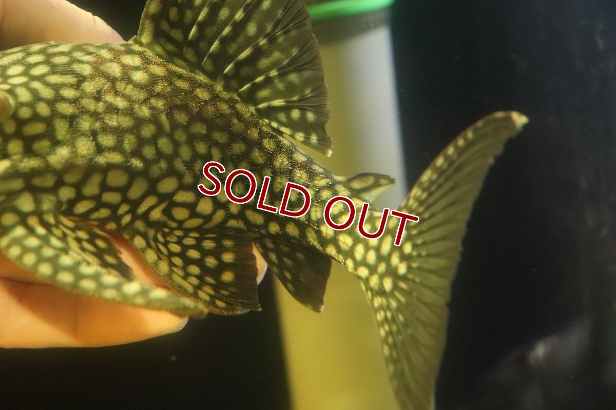 画像3: 【淡水魚】【通販】大特価 フルスポットロイヤルプレコ ワイルド【個体販売】(±22cm)(プレコ)(生体)(熱帯魚)NKP (3)