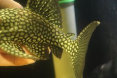 画像3: 【淡水魚】【通販】大特価 フルスポットロイヤルプレコ ワイルド【個体販売】(±22cm)(プレコ)(生体)(熱帯魚)NKP (3)