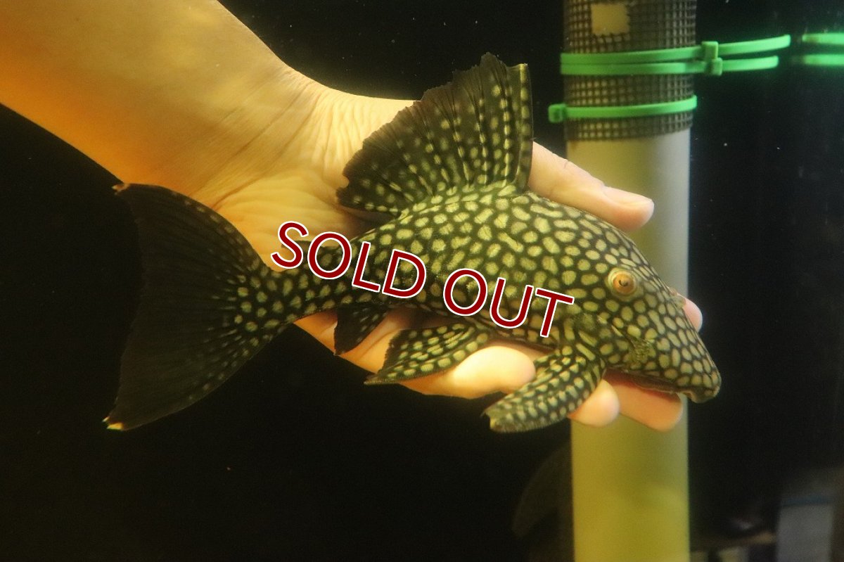 画像4: 【淡水魚】【通販】大特価 フルスポットロイヤルプレコ ワイルド【個体販売】(±22cm)(プレコ)(生体)(熱帯魚)NKP (4)