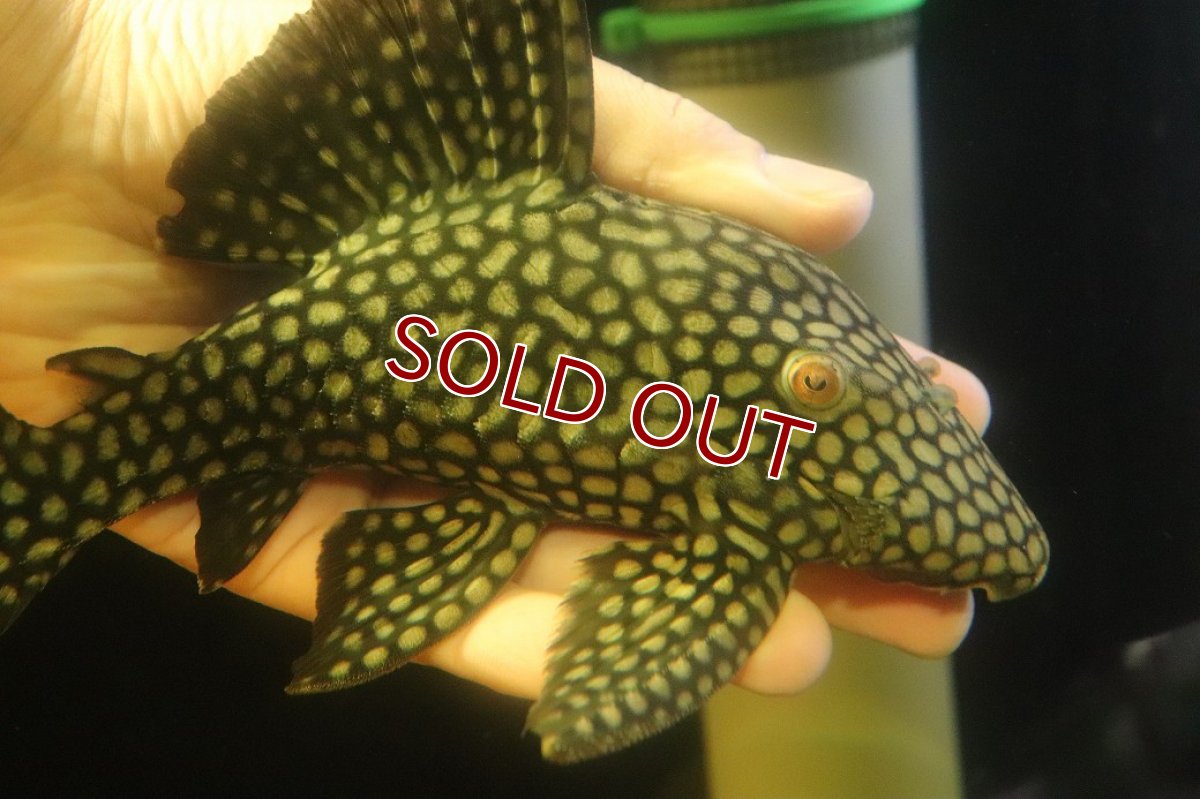 画像5: 【淡水魚】【通販】大特価 フルスポットロイヤルプレコ ワイルド【個体販売】(±22cm)(プレコ)(生体)(熱帯魚)NKP (5)