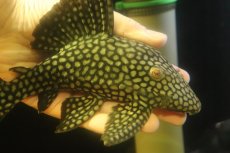 画像5: 【淡水魚】【通販】大特価 フルスポットロイヤルプレコ ワイルド【個体販売】(±22cm)(プレコ)(生体)(熱帯魚)NKP (5)